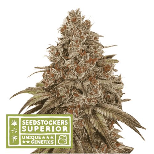 Dope Breeders - SEED STOCKERS Superior Blackberry Gum Auto Image