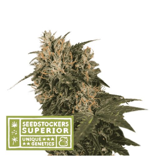 Dope Breeders - SEED STOCKERS Superior Blackberry Gum Image