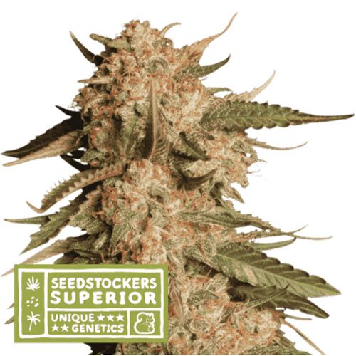 Dope Breeders - SEED STOCKERS Superior Blue Moby Auto Image