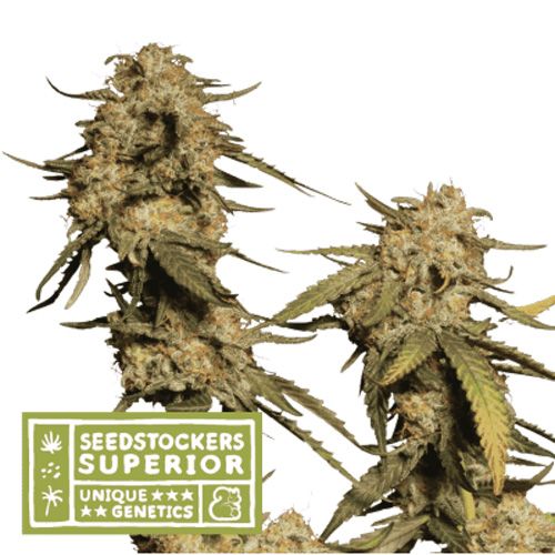 Dope Breeders - SEED STOCKERS Superior Blue Moby Image