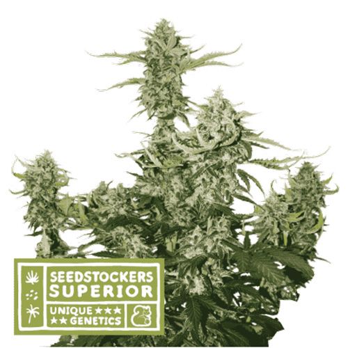 Dope Breeders - SEED STOCKERS Superior Candy Dawg Auto Image