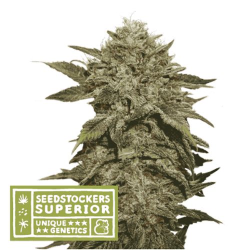 Dope Breeders - SEED STOCKERS Superior Fruit Cake Image