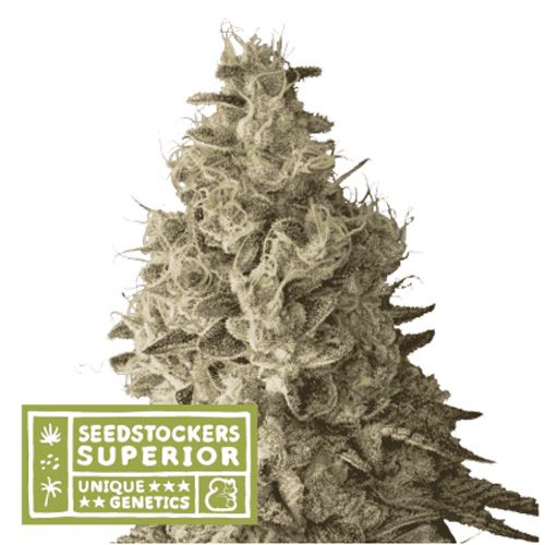 Dope Breeders - SEED STOCKERS Superior Mack and Crack Auto Image