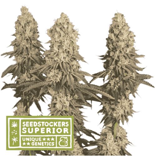 Dope Breeders - SEED STOCKERS Superior Mack and Crack Image