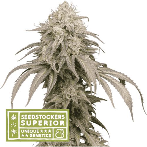 Dope Breeders - SEED STOCKERS Superior Mandarin Panties Auto Image