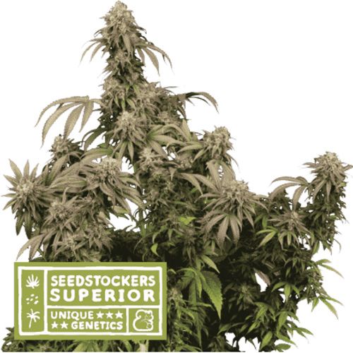 Dope Breeders - SEED STOCKERS Superior Mandarin Panties Image