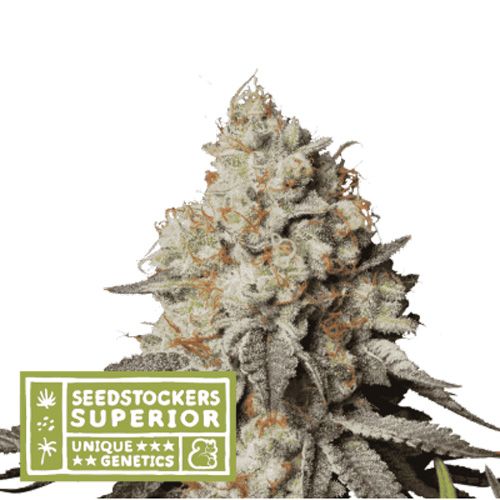 Dope Breeders - SEED STOCKERS Superior Panty Punch Auto Image