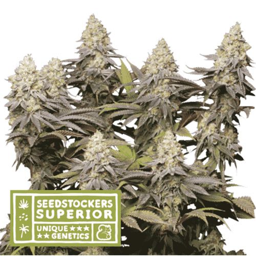 Dope Breeders - SEED STOCKERS Superior Panty Punch Image