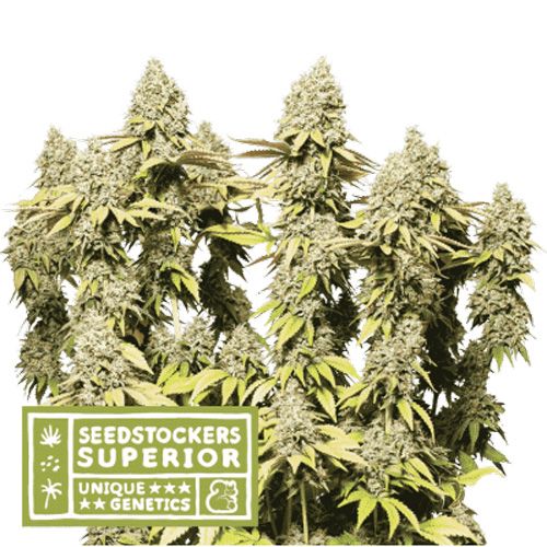 Dope Breeders - SEED STOCKERS Superior Rucu Cucu OG Auto Image