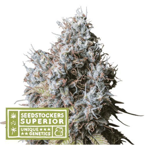 Dope Breeders - SEED STOCKERS Superior Rucu Cucu OG Image