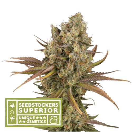 Dope Breeders - SEED STOCKERS Superior Santa Marta Haze Auto Image