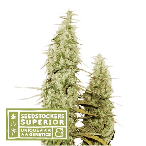 Dope Breeders - SEED STOCKERS Superior Santa Marta Haze Image