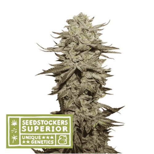 Dope Breeders - SEED STOCKERS Superior Sticky Fingers Auto Image