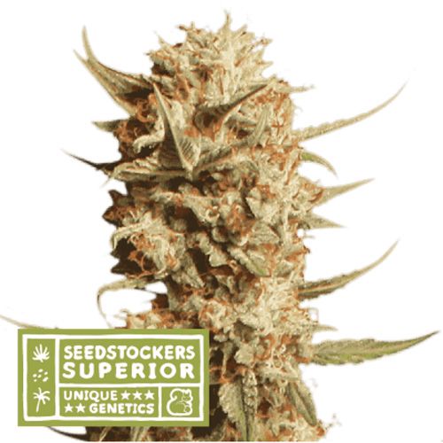 Dope Breeders - SEED STOCKERS Superior Thunder Banana Auto Image