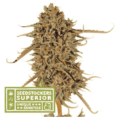 Dope Breeders - SEED STOCKERS Superior Thunder Banana Image