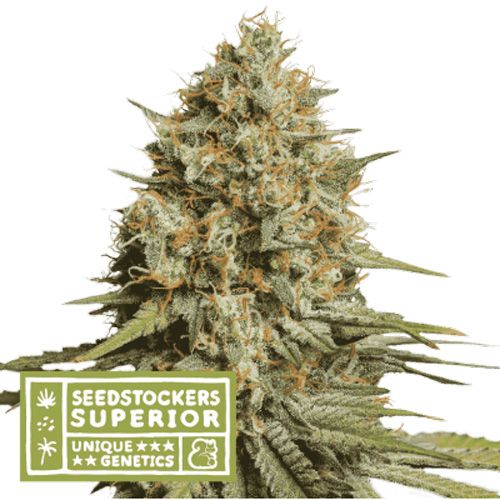 Dope Breeders - SEED STOCKERS Superior Triton Biscotto Lime Auto Image