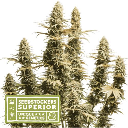 Dope Breeders - SEED STOCKERS Superior Triton Biscotto Lime Image