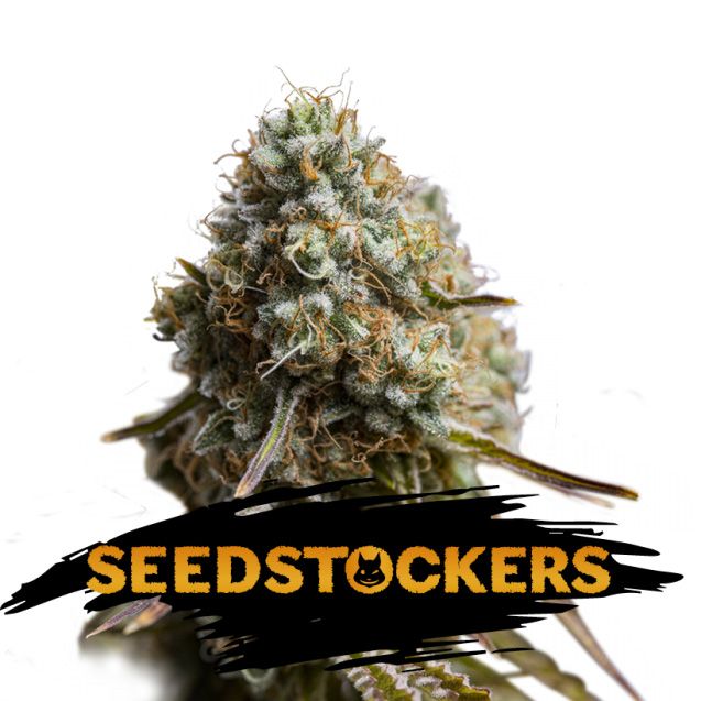 Dope Breeders - SEED STOCKERS Wedding Glue Auto Image