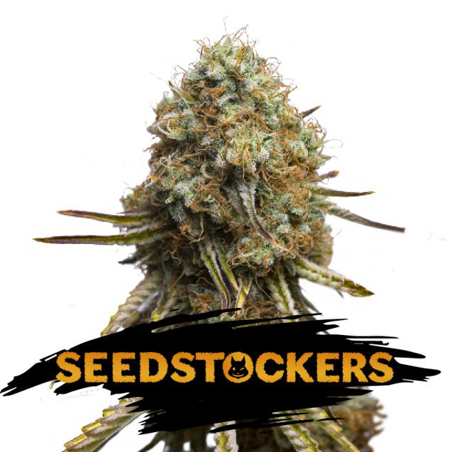 Dope Breeders - SEED STOCKERS Wedding Glue Image