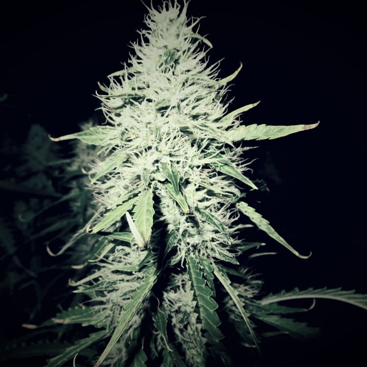 Dope Breeders - SEED STOCKERS White Widow Auto Image