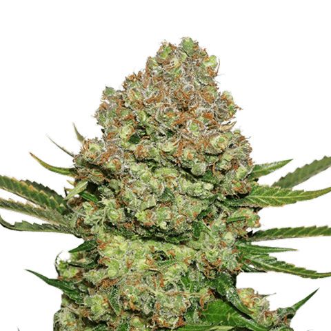 Dope Breeders - SEED STOCKERS White Widow Image