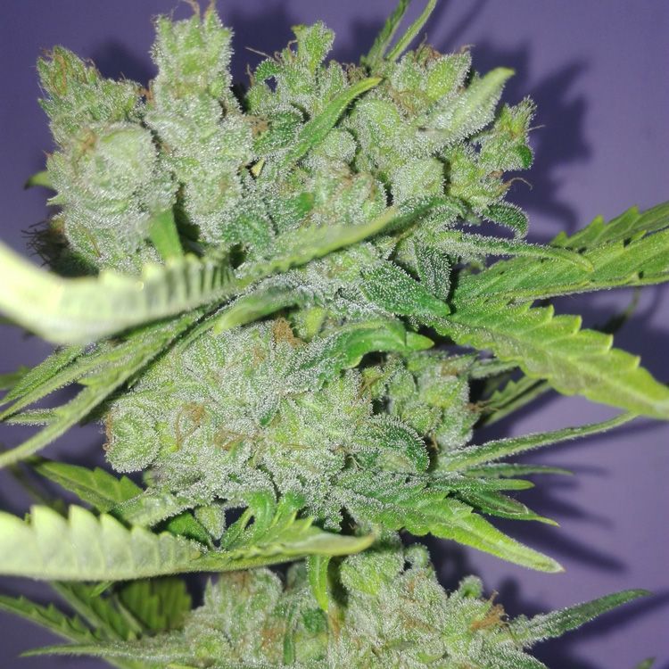 Dope Breeders - SEEDMAKERS Auto Critical Image