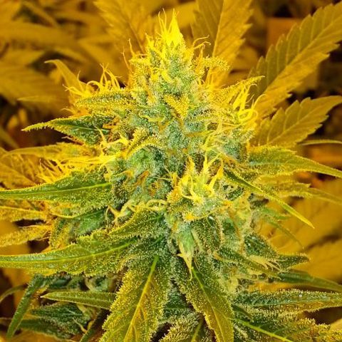 Dope Breeders - SEEDMAKERS Blizzard Image