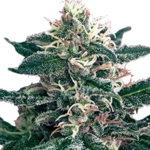 Dope Breeders - SEEDMAKERS Cheex Image