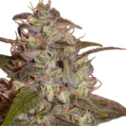 Dope Breeders - SEEDMAKERS Orange Light Image