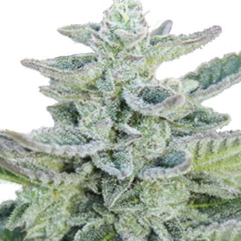 Dope Breeders - SEEDMAKERS Superkush Image