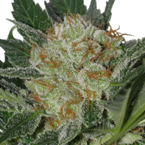 Dope Breeders - SEEDMAKERS Widow Image