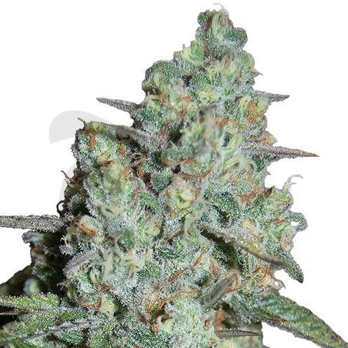 Dope Breeders - SEEDMAKERS Wonder Skunk Image