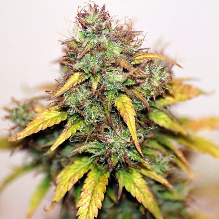 Dope Breeders - SEEDSMAN SEEDS Auto Kush Image