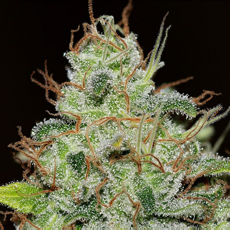 Dope Breeders - SEEDSMAN SEEDS Bruce Banger Image