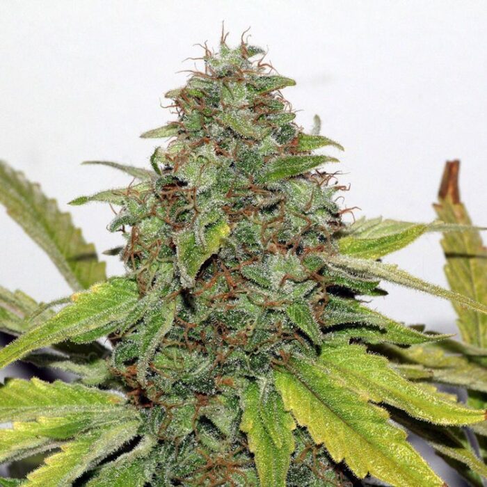 Dope Breeders - SEEDSMAN SEEDS Velvet Bud Image