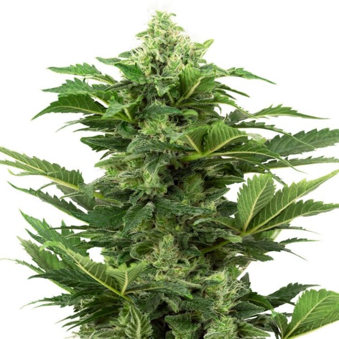 Dope Breeders - SENSI SEEDS RESEARCH Afghan Pearl CBD Auto Image