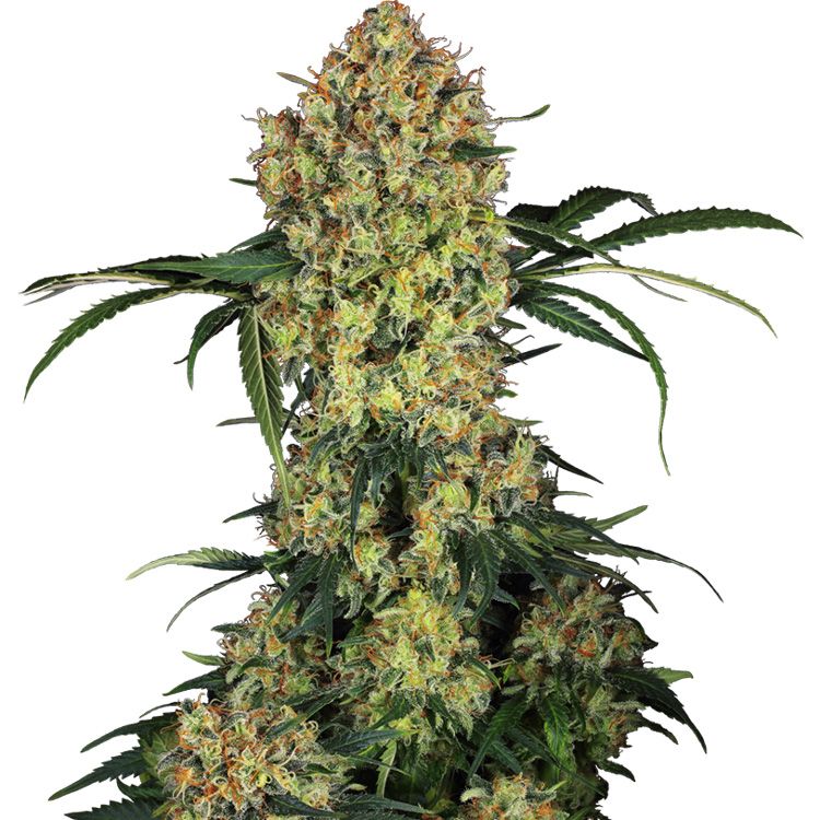 Dope Breeders - SENSI SEEDS RESEARCH Aloha OG Image