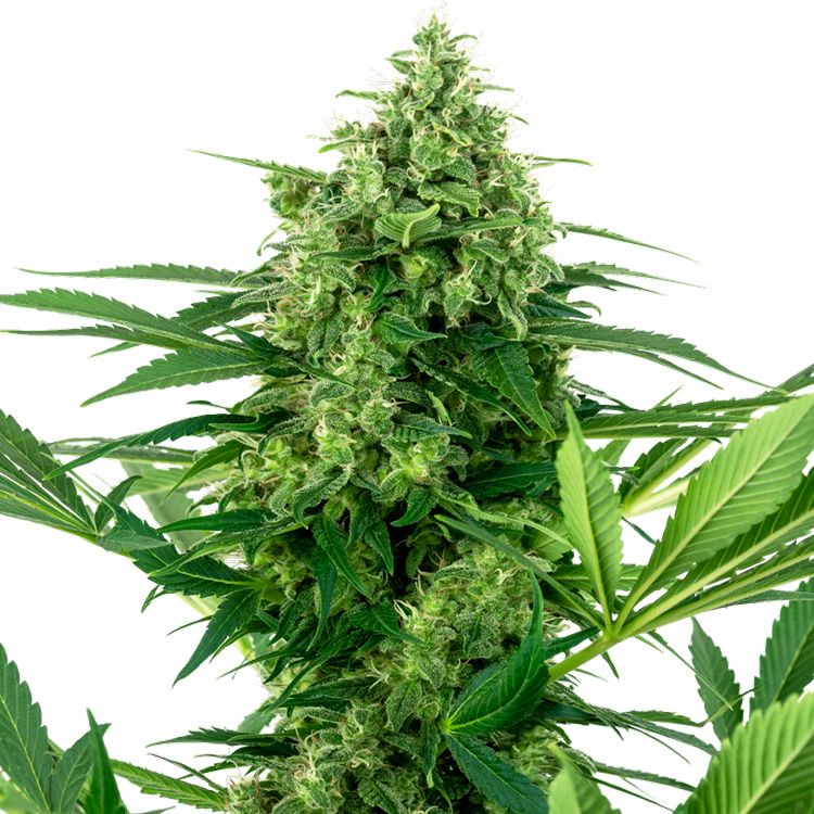 Dope Breeders - SENSI SEEDS RESEARCH Banana Frosting Image