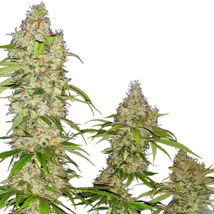 Dope Breeders - SENSI SEEDS RESEARCH Banana Kush Cake Image