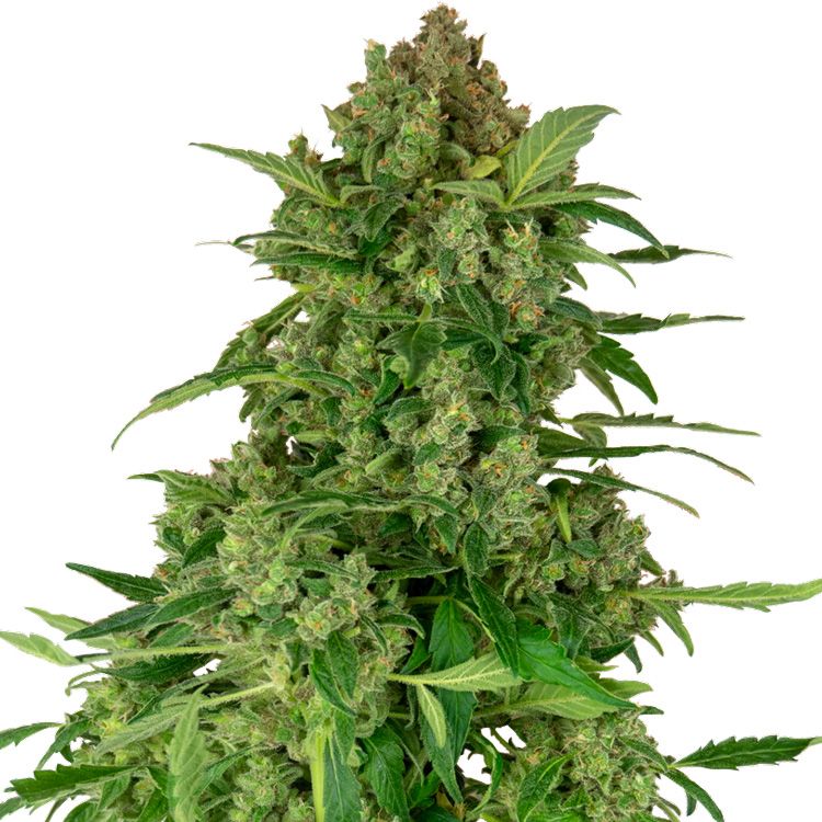 Dope Breeders - SENSI SEEDS RESEARCH Black Lights CBD Auto Image