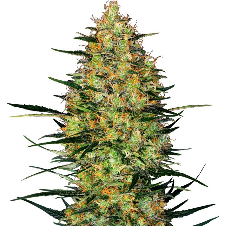 Dope Breeders - SENSI SEEDS RESEARCH Caramellow Kush Auto Image