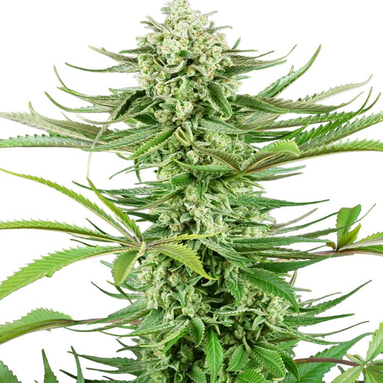 Dope Breeders - SENSI SEEDS RESEARCH Cashew Kush Image