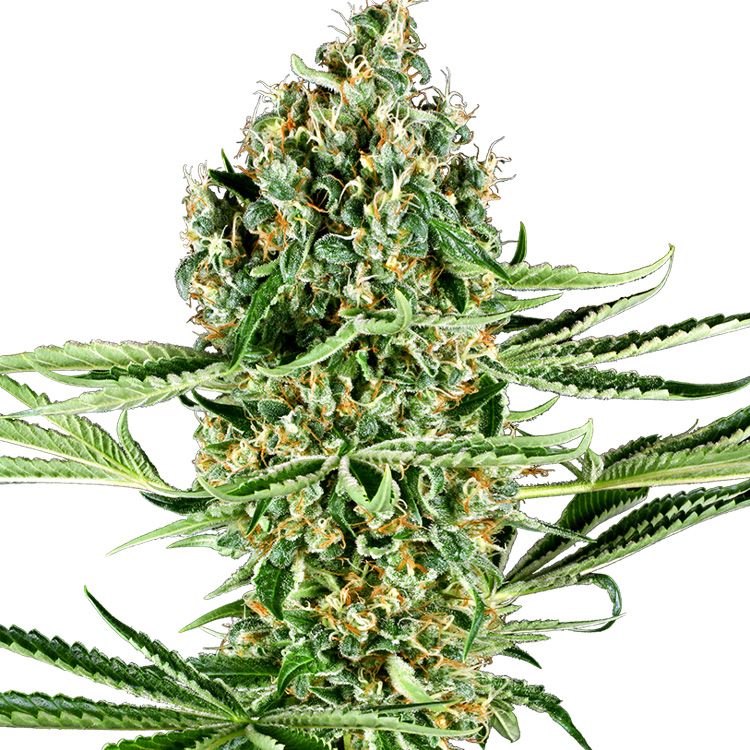 Dope Breeders - SENSI SEEDS RESEARCH Critical Runtz Image