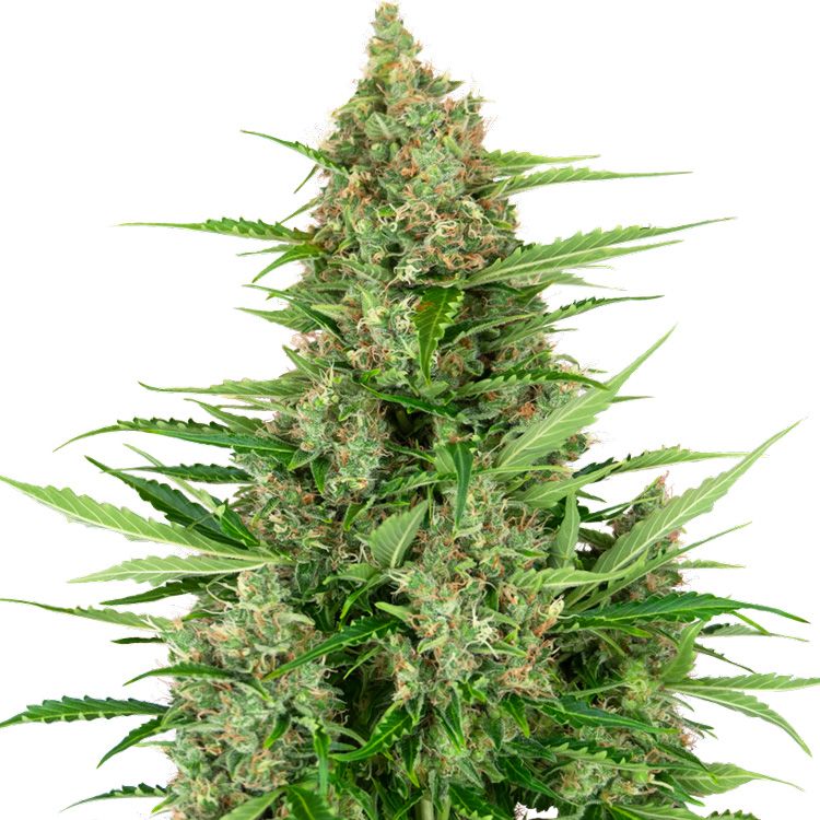 Dope Breeders - SENSI SEEDS RESEARCH Double Kush Cake Auto Image