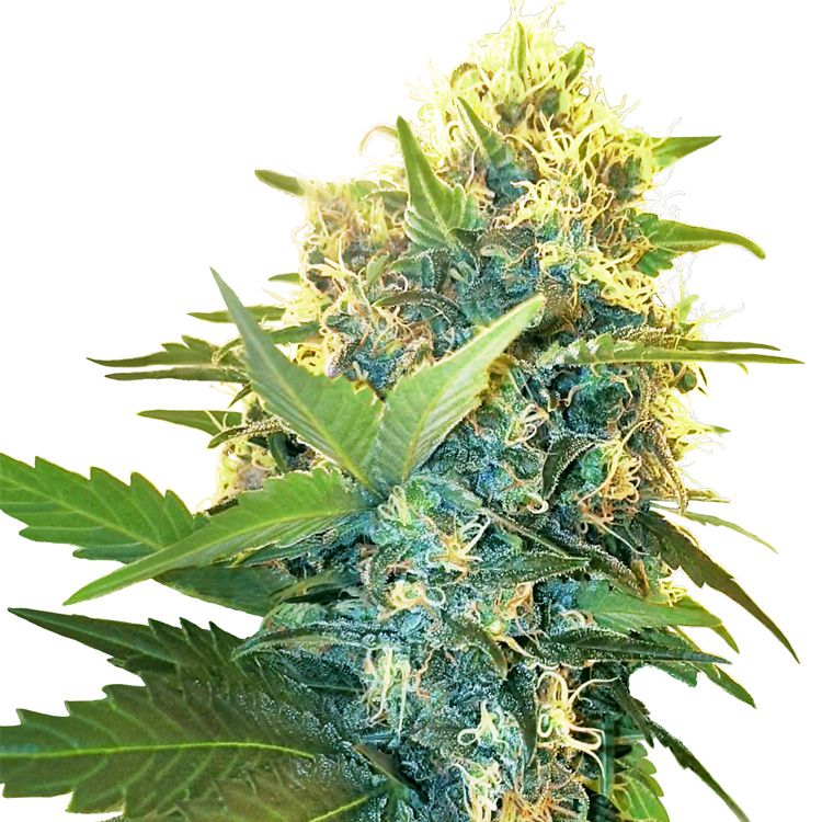 Dope Breeders - SENSI SEEDS RESEARCH Double Kush Cake Image