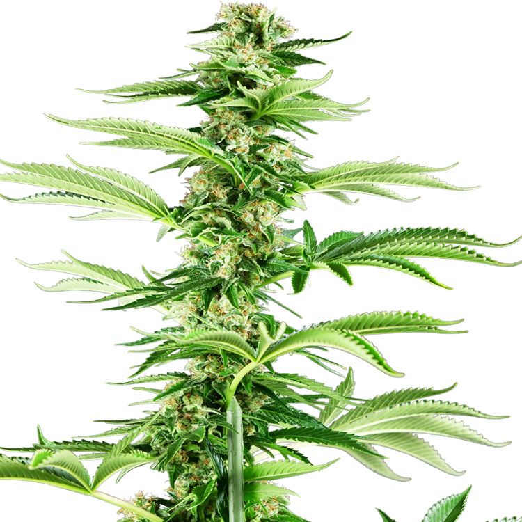 Dope Breeders - SENSI SEEDS RESEARCH Honey Melon Haze Image