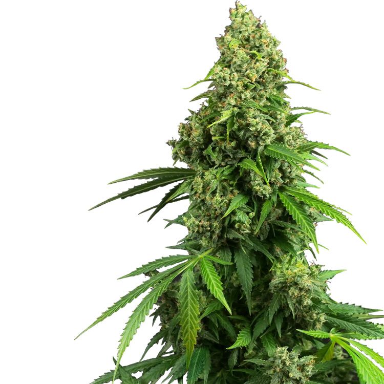 Dope Breeders - SENSI SEEDS RESEARCH Honey Melon Kush Auto Image