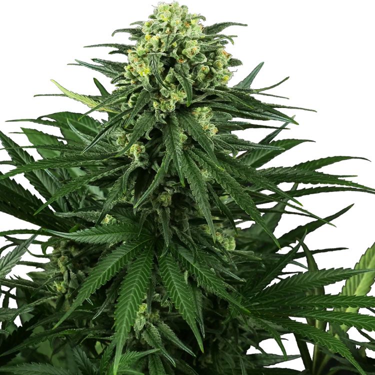 Dope Breeders - SENSI SEEDS RESEARCH Honey Melon Kush Image