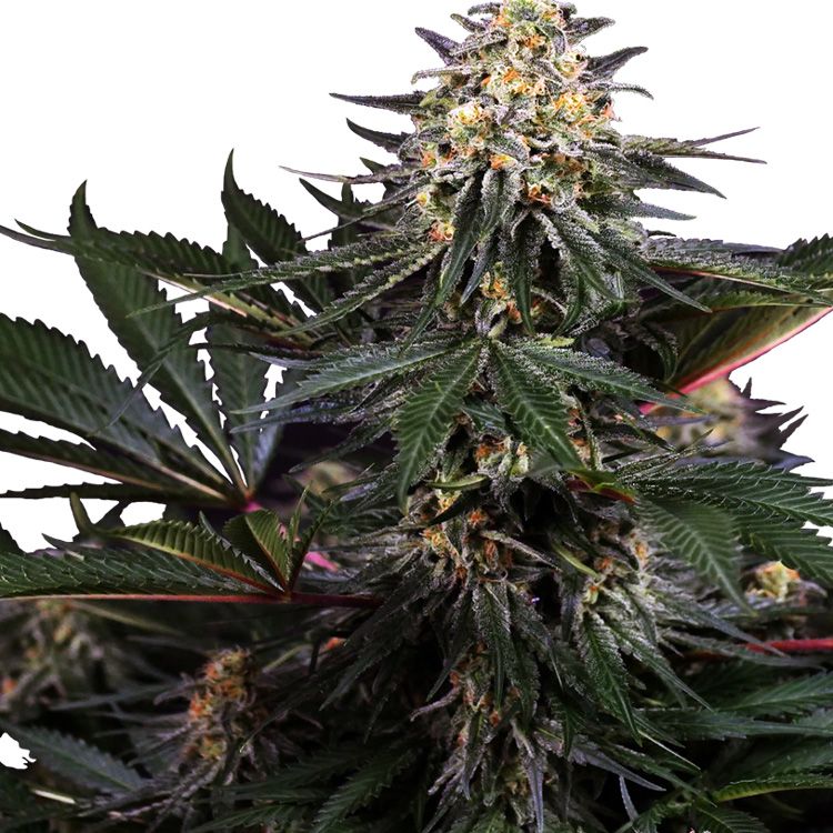 Dope Breeders - SENSI SEEDS RESEARCH Lockdown Kush Image