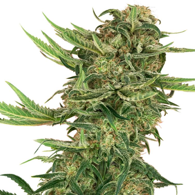 Dope Breeders - SENSI SEEDS RESEARCH N13 Kush Image